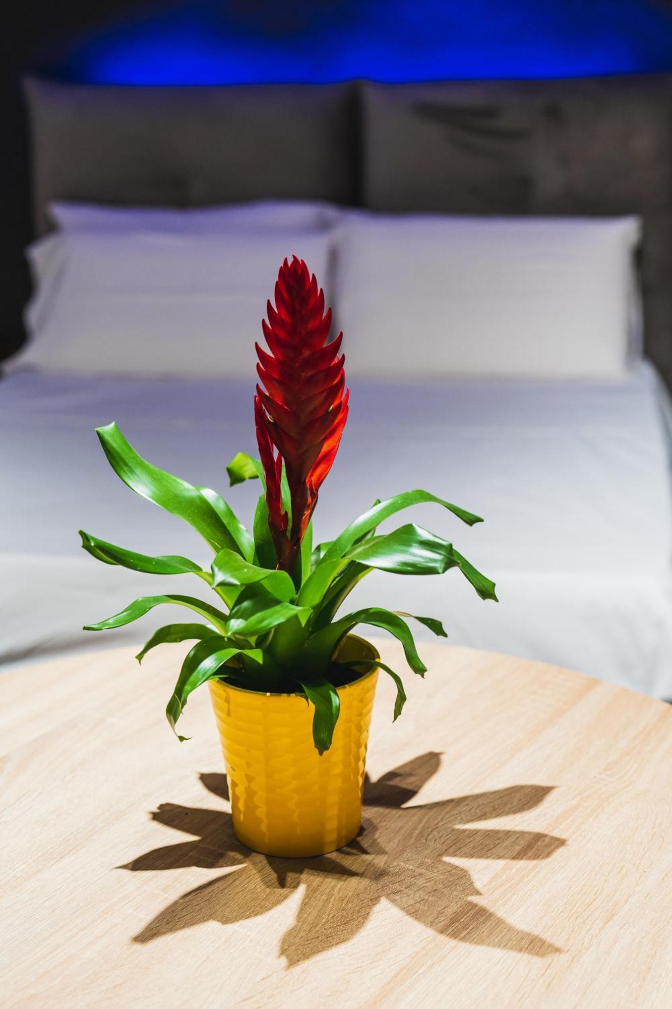 Arcolobello B&B Aparthotel 科拉托 外观 照片